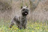 CAIRN TERRIER 630